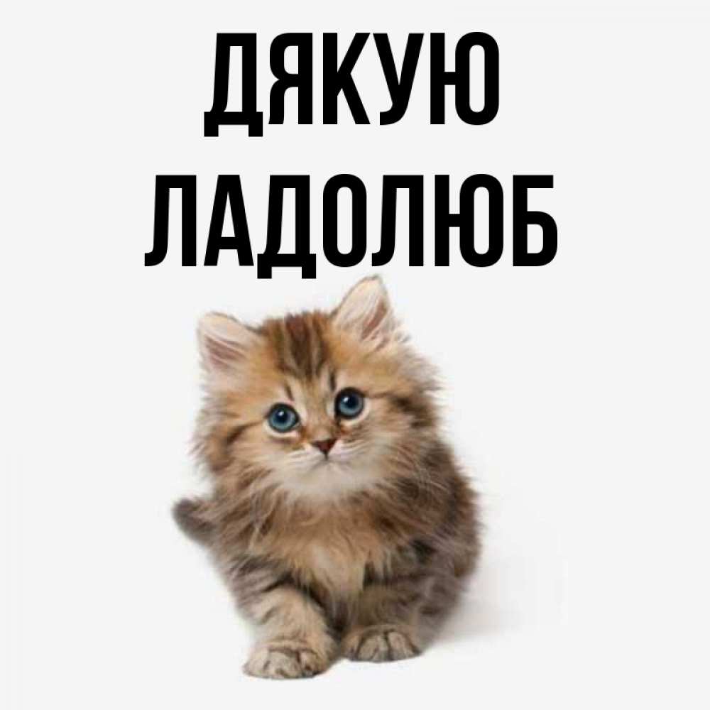 Открытка на каждый день з підписом, Ладолюб Дякую пушистый котик Прикольна листівка з побажанням онлайн скачати безкоштовно 