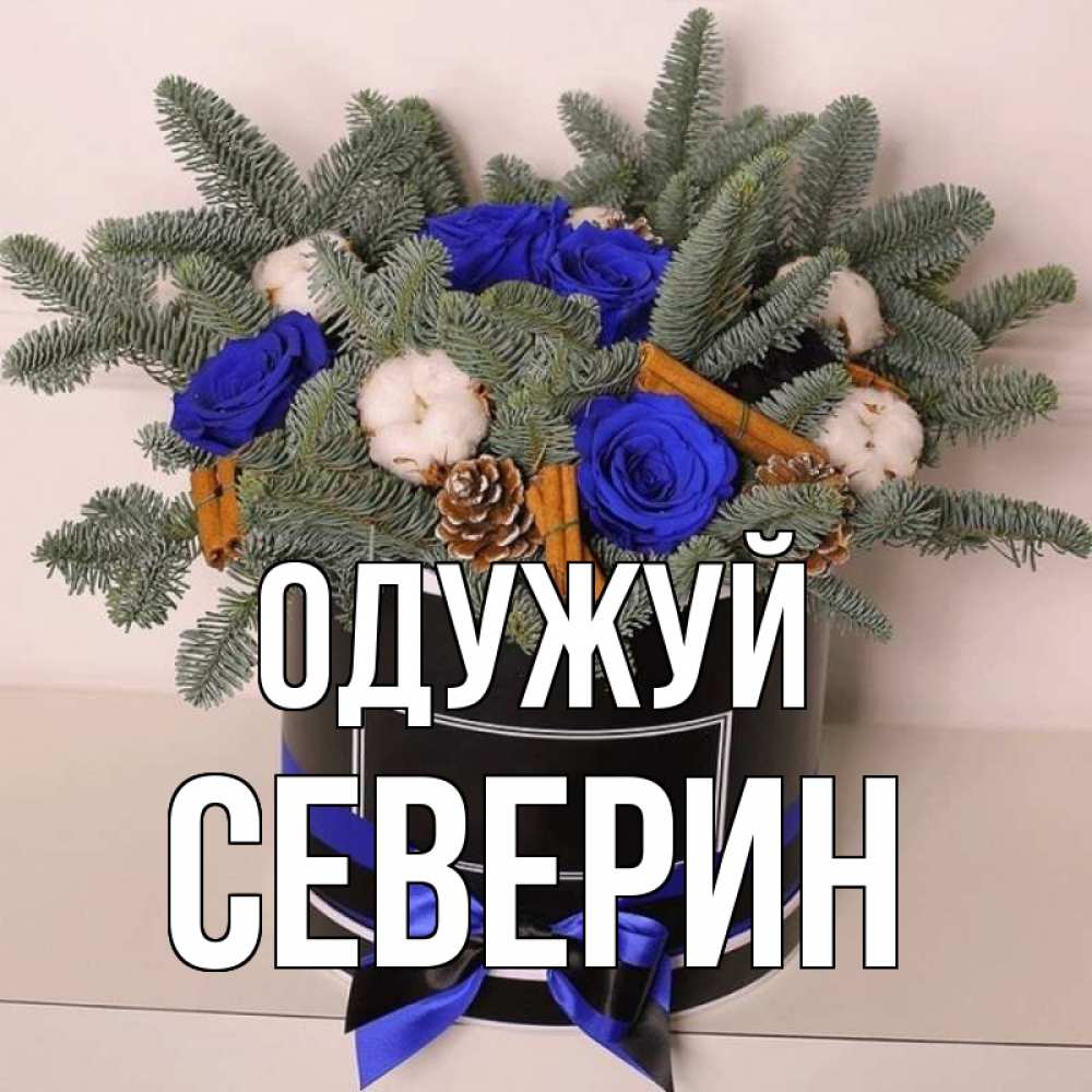 Открытка на каждый день з підписом, Северин Одужуй короче кто то загрузил эти шишки Прикольна листівка з побажанням онлайн скачати безкоштовно 
