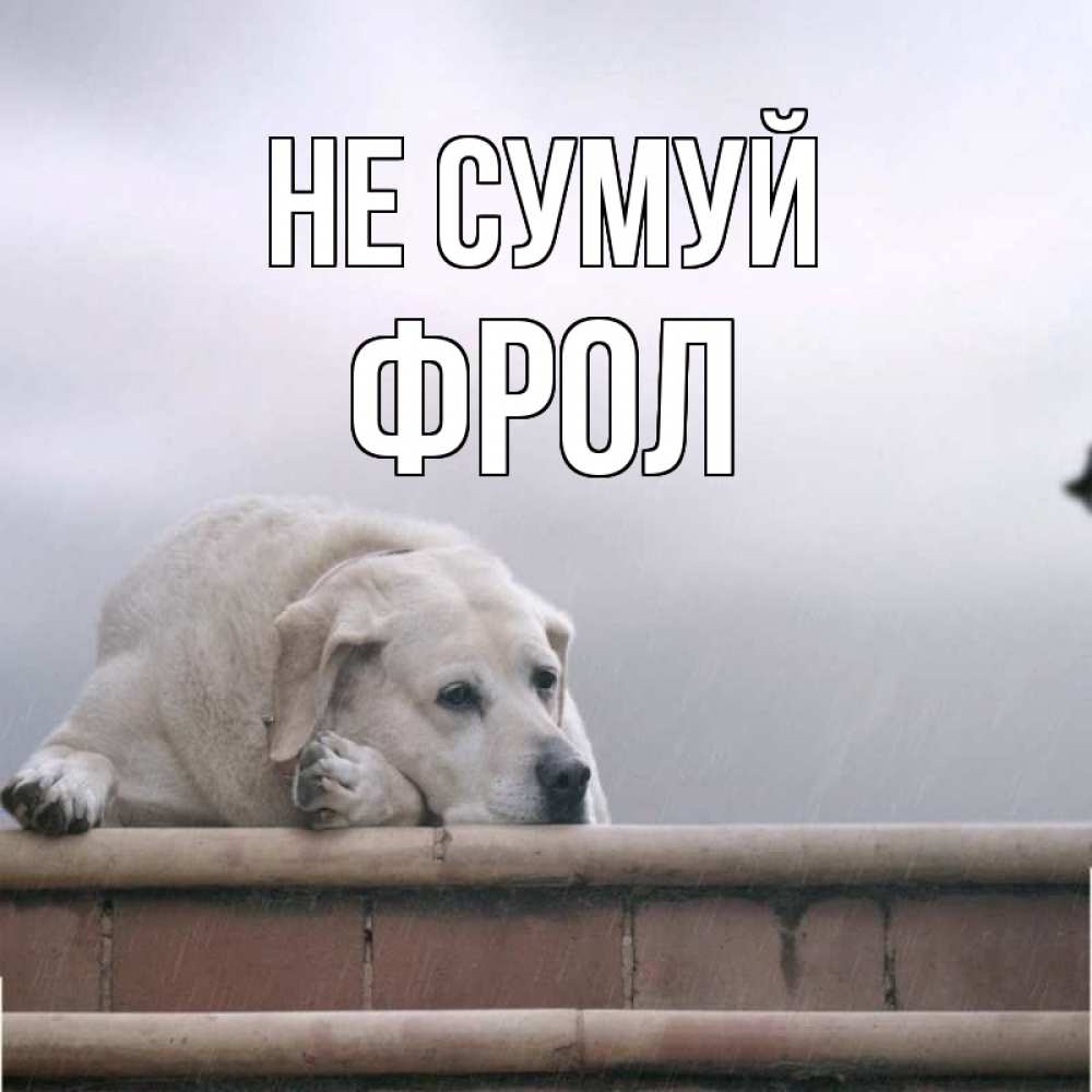 Открытка на каждый день з підписом, Фрол Не сумуй белый пес 1 Прикольна листівка з побажанням онлайн скачати безкоштовно 