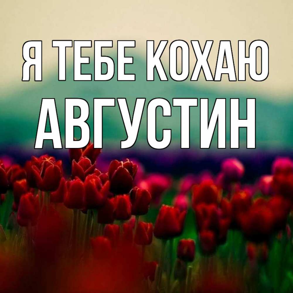 Открытка на каждый день з підписом, Августин Я тебе кохаю тюльпаны 4 Прикольна листівка з побажанням онлайн скачати безкоштовно 