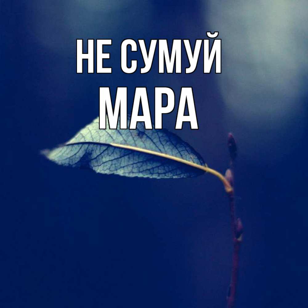 Открытка на каждый день з підписом, Мара Не сумуй растение Прикольна листівка з побажанням онлайн скачати безкоштовно 