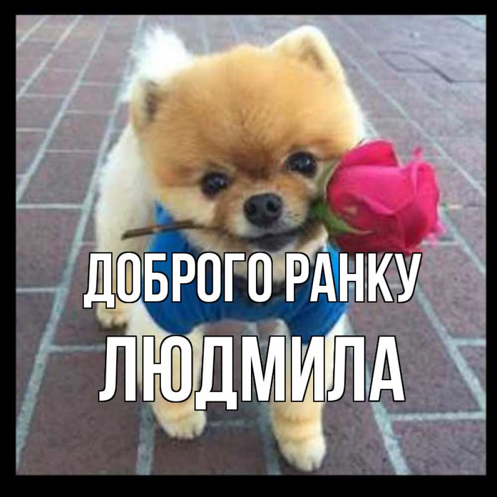Открытка на каждый день з підписом, Людмила Доброго ранку роза в зубах Прикольна листівка з побажанням онлайн скачати безкоштовно 