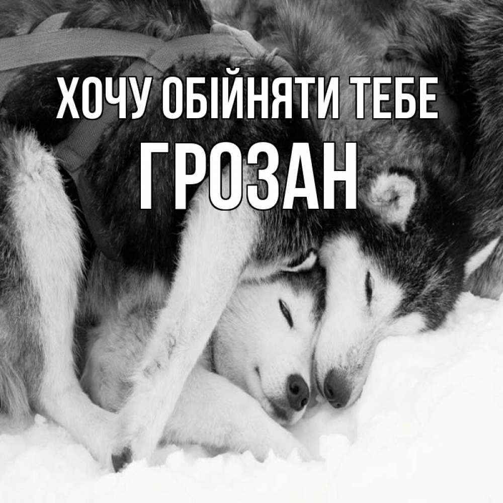Открытка на каждый день з підписом, Грозан Хочу обійняти тебе собачки в упряжке Прикольна листівка з побажанням онлайн скачати безкоштовно 
