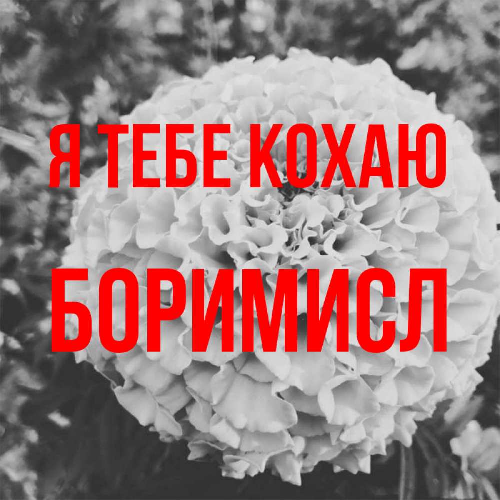 Открытка на каждый день з підписом, Боримисл Я тебе кохаю подпись Прикольна листівка з побажанням онлайн скачати безкоштовно 