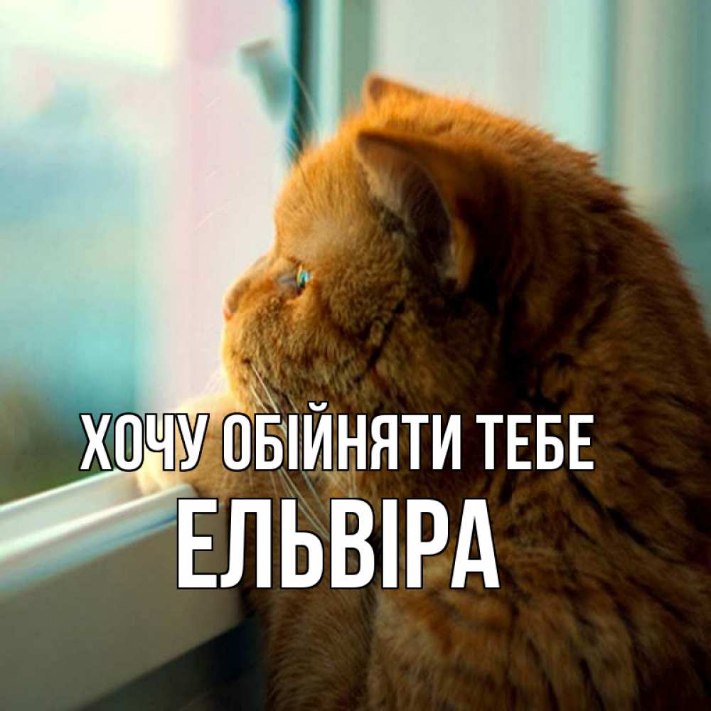 Открытка на каждый день з підписом, Ельвіра Хочу обійняти тебе большой огромный рыжий котяра Прикольна листівка з побажанням онлайн скачати безкоштовно 