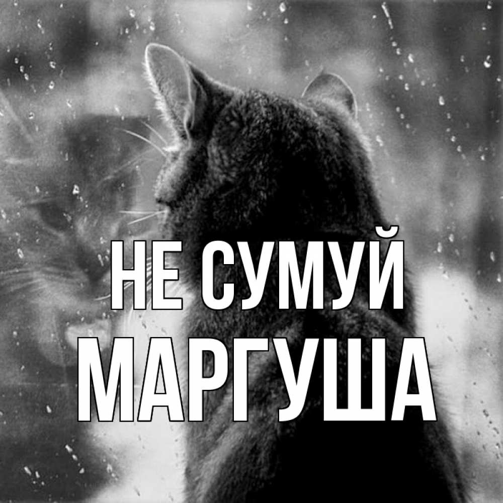 Открытка на каждый день з підписом, Маргуша Не сумуй отражение кота 1 Прикольна листівка з побажанням онлайн скачати безкоштовно 