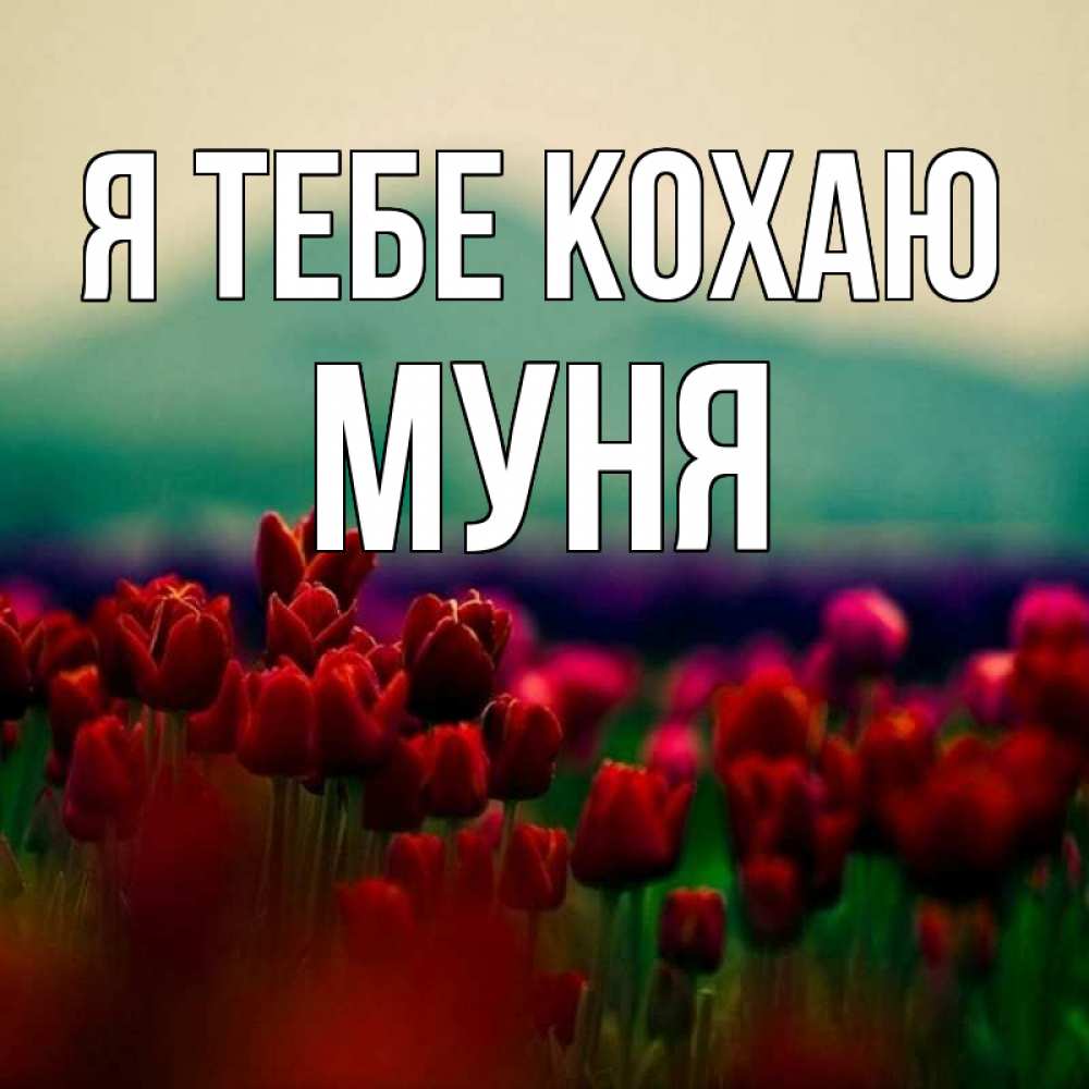 Открытка на каждый день з підписом, Муня Я тебе кохаю тюльпаны 4 Прикольна листівка з побажанням онлайн скачати безкоштовно 