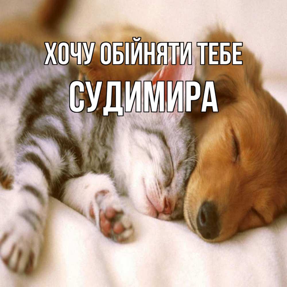 Открытка на каждый день з підписом, Судимира Хочу обійняти тебе пес и котенок Прикольна листівка з побажанням онлайн скачати безкоштовно 