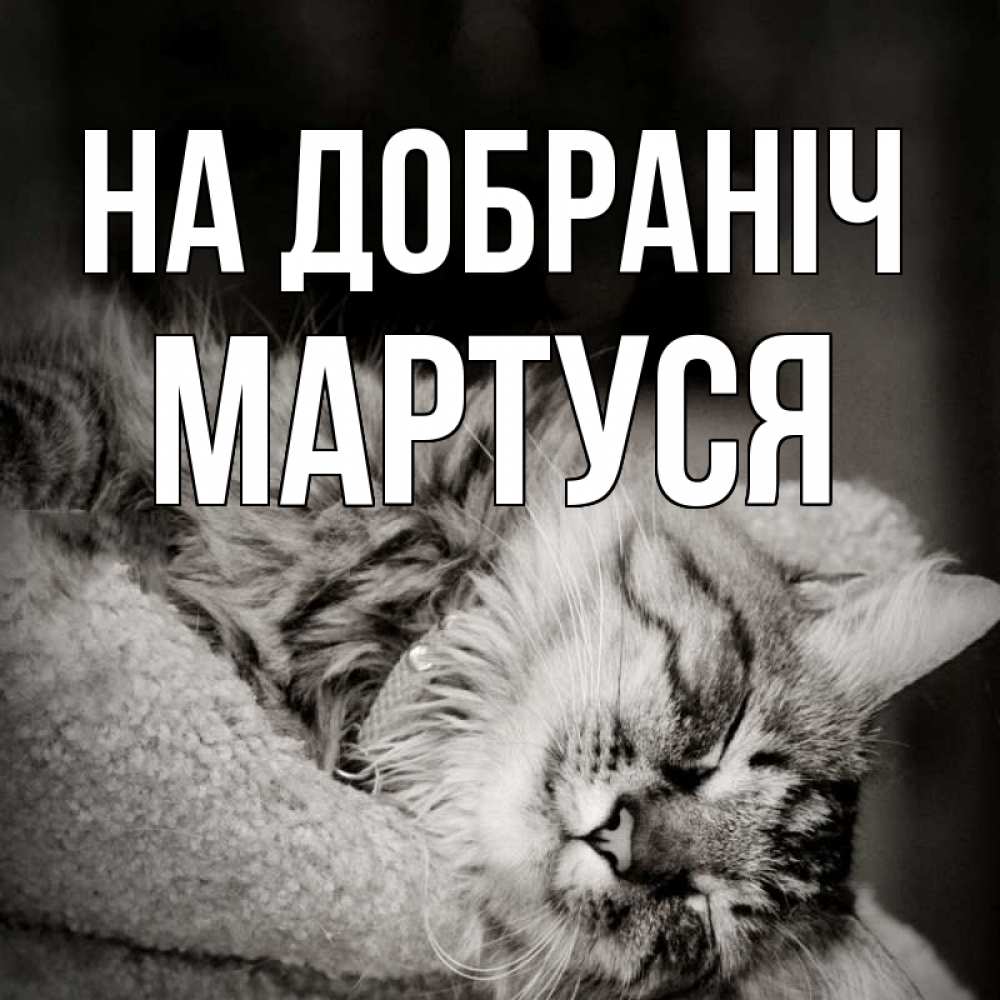 Открытка на каждый день з підписом, Мартуся На добраніч котярик пушистый Прикольна листівка з побажанням онлайн скачати безкоштовно 