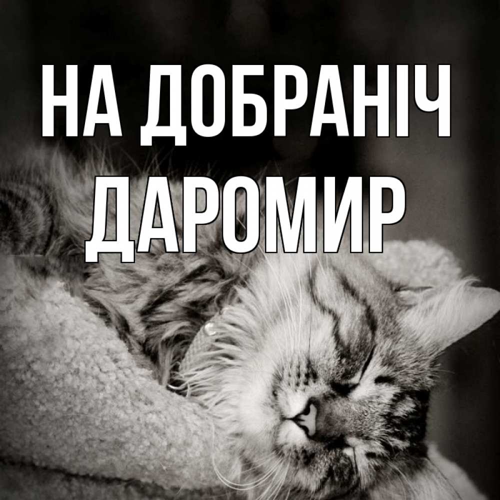 Открытка на каждый день з підписом, Даромир На добраніч котярик пушистый Прикольна листівка з побажанням онлайн скачати безкоштовно 