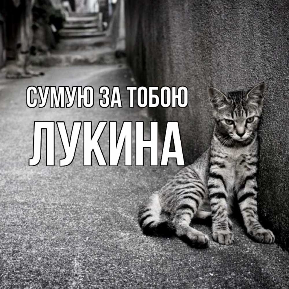 Открытка на каждый день з підписом, Лукина Сумую за тобою одиноко котику Прикольна листівка з побажанням онлайн скачати безкоштовно 