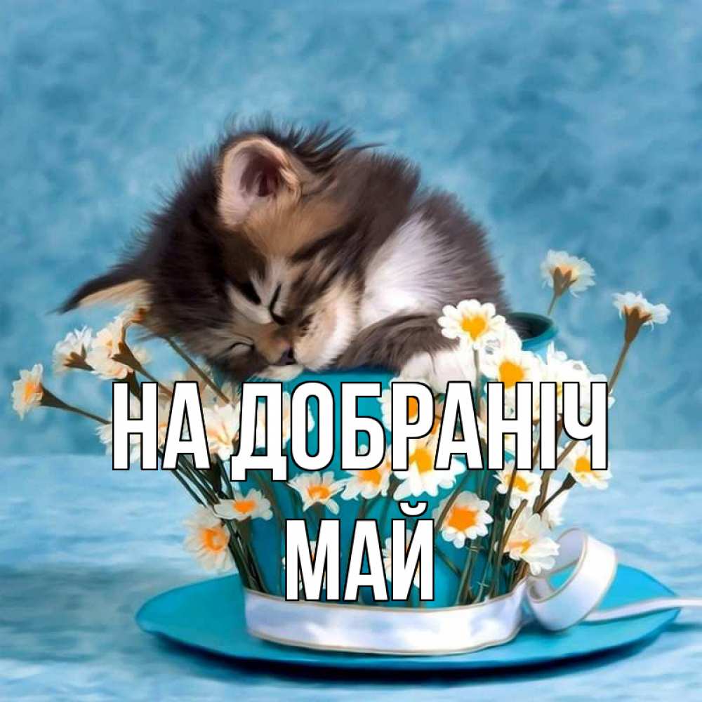 Открытка на каждый день з підписом, Май На добраніч котенок спит в кружке с блюдцем Прикольна листівка з побажанням онлайн скачати безкоштовно 