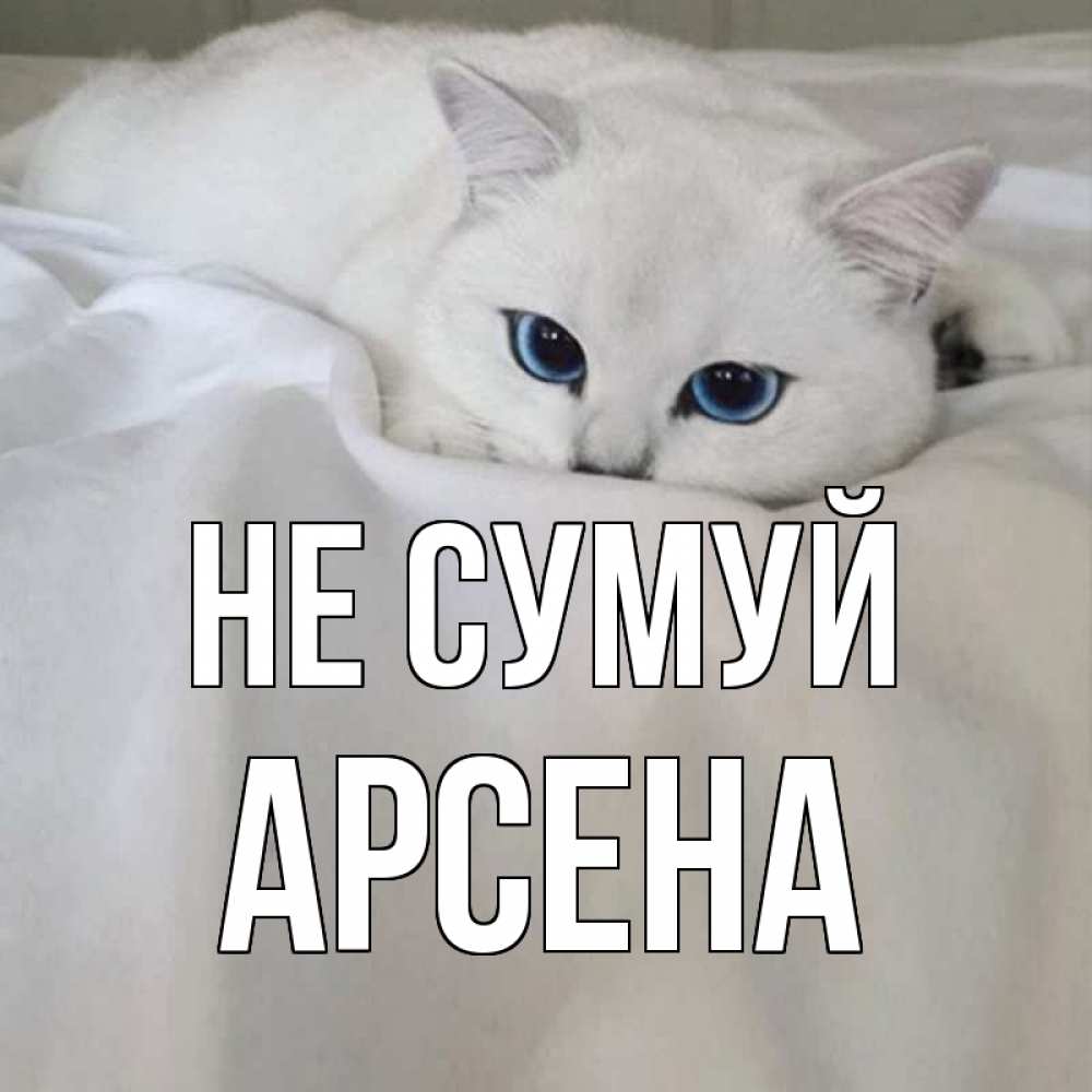 Открытка на каждый день з підписом, Арсена Не сумуй белый кот с голубыми глазами на белоснежной кровати Прикольна листівка з побажанням онлайн скачати безкоштовно 