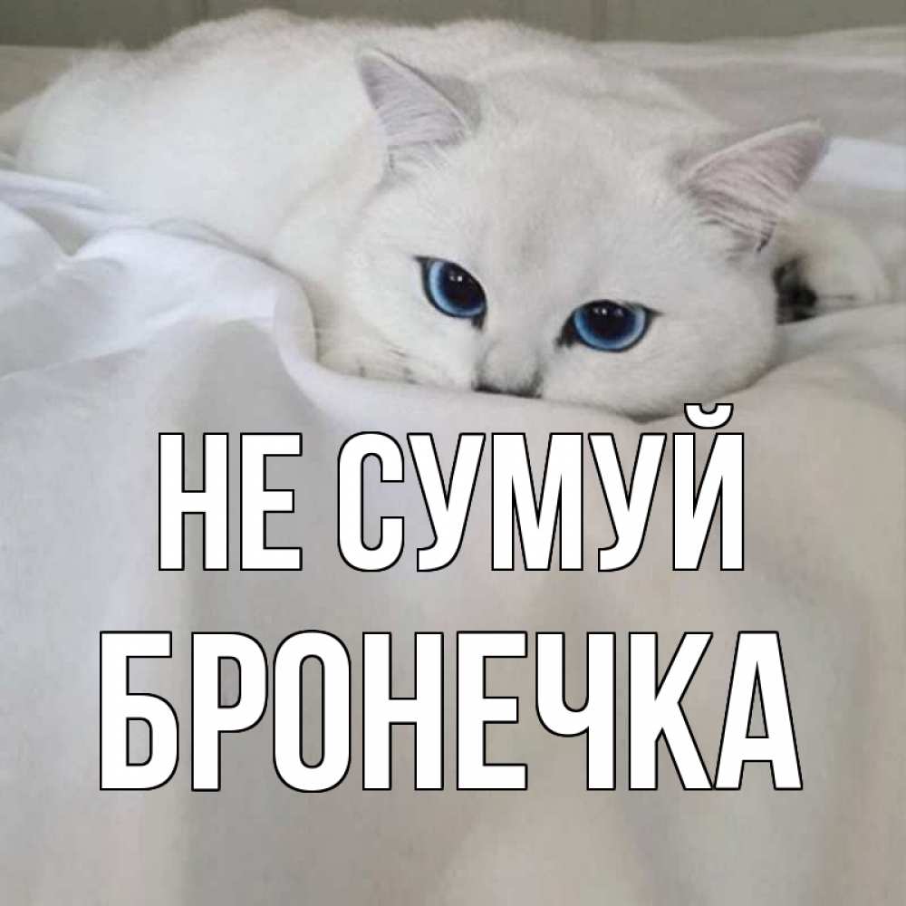 Открытка на каждый день з підписом, Бронечка Не сумуй белый кот с голубыми глазами на белоснежной кровати Прикольна листівка з побажанням онлайн скачати безкоштовно 