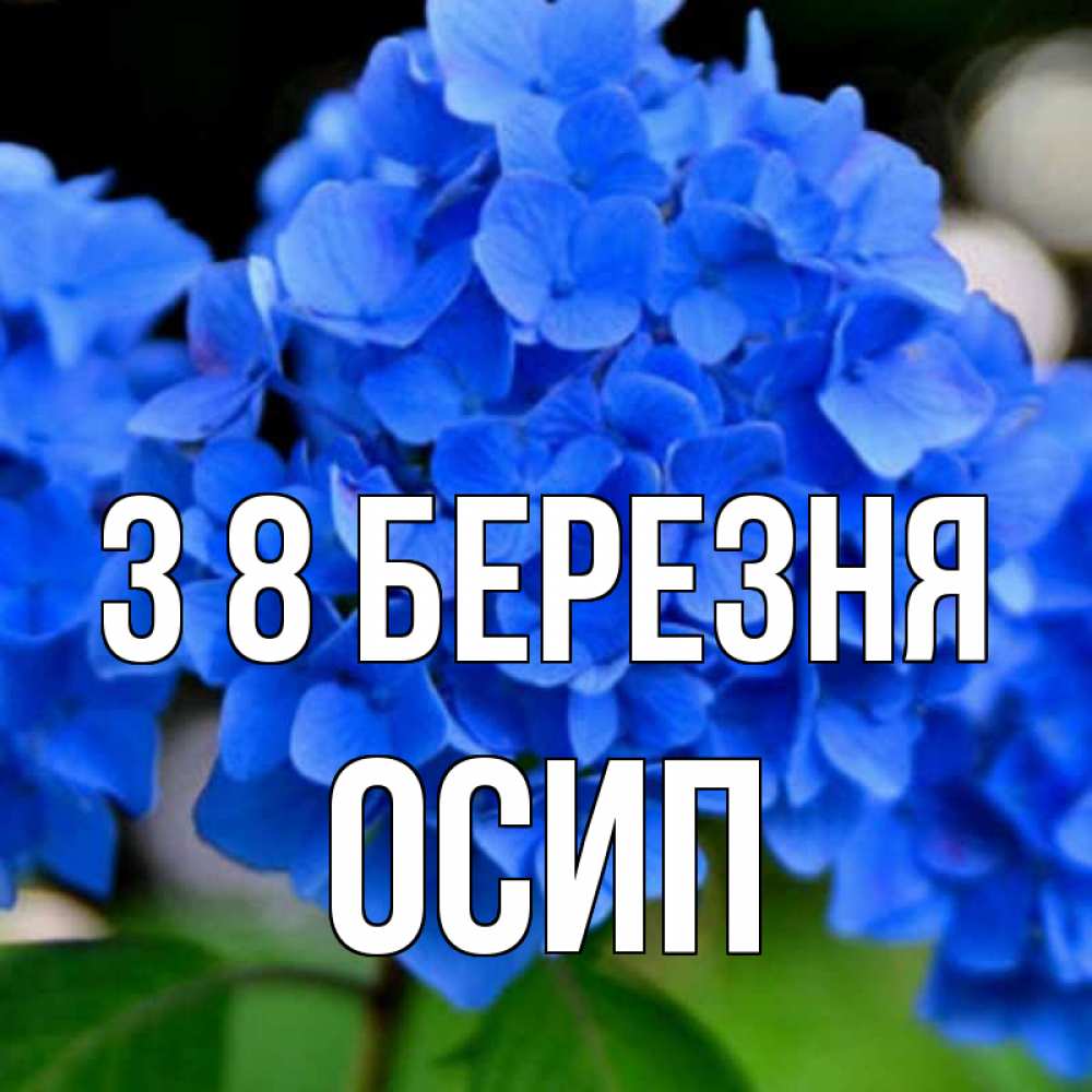 Открытка на каждый день з підписом, Осип З 8 БЕРЕЗНЯ синие цветы Прикольна листівка з побажанням онлайн скачати безкоштовно 