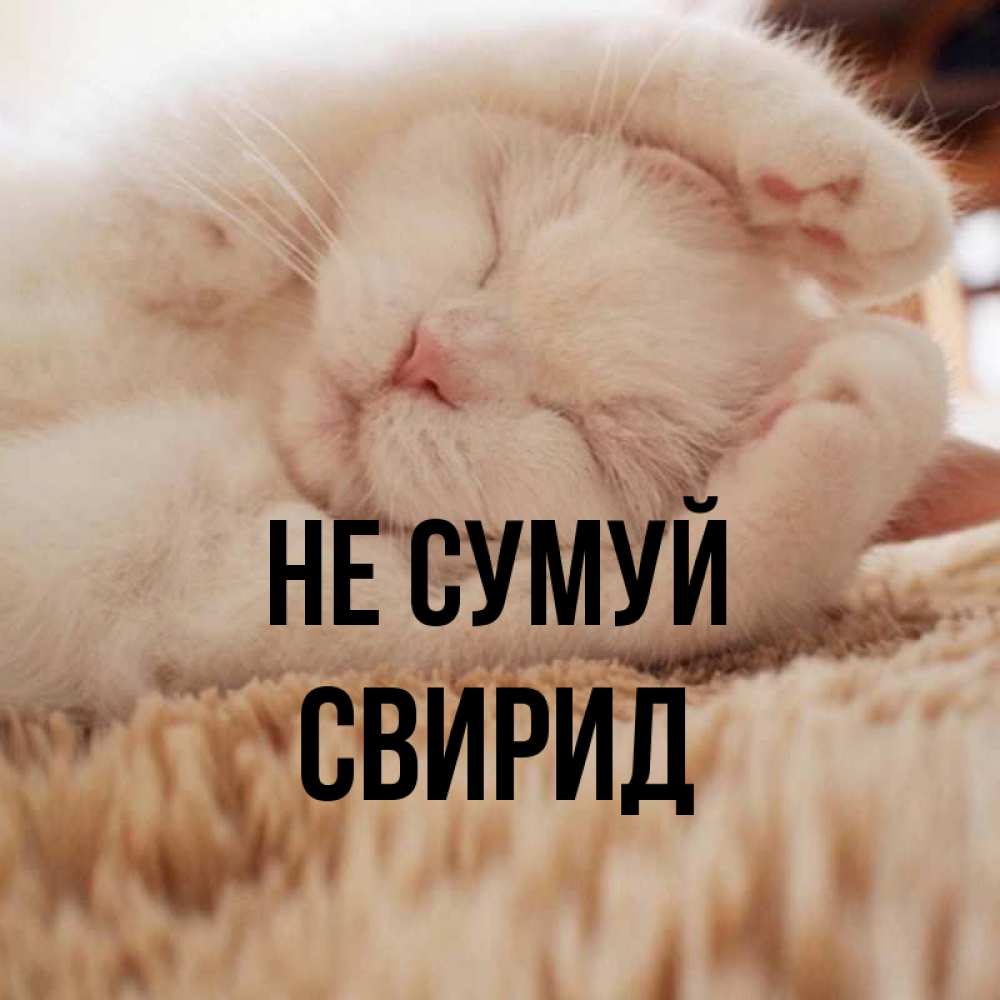 Открытка на каждый день з підписом, Свирид Не сумуй Котенок спит Прикольна листівка з побажанням онлайн скачати безкоштовно 