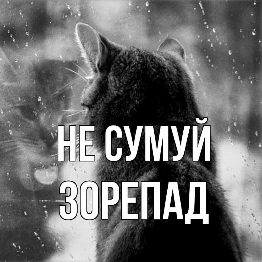 Открытка на каждый день з підписом, Зорепад Не сумуй отражение кота 1 Прикольна листівка з побажанням онлайн скачати безкоштовно 