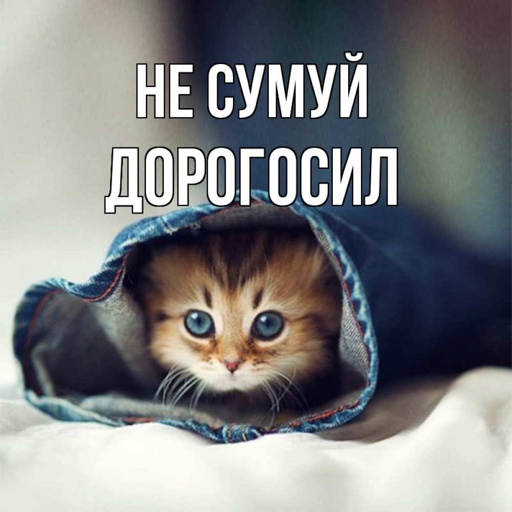 Открытка на каждый день з підписом, Дорогосил Не сумуй кот в одежде Прикольна листівка з побажанням онлайн скачати безкоштовно 