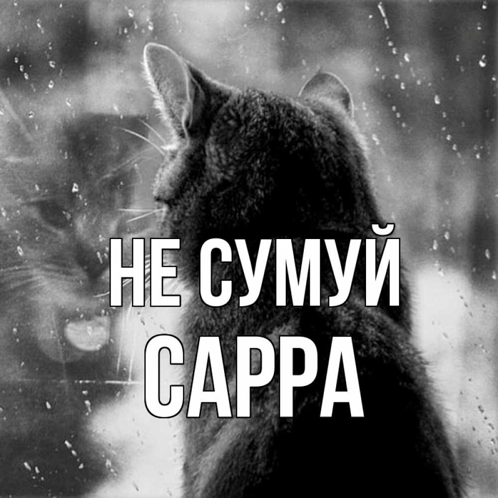 Открытка на каждый день з підписом, Сарра Не сумуй отражение кота 1 Прикольна листівка з побажанням онлайн скачати безкоштовно 