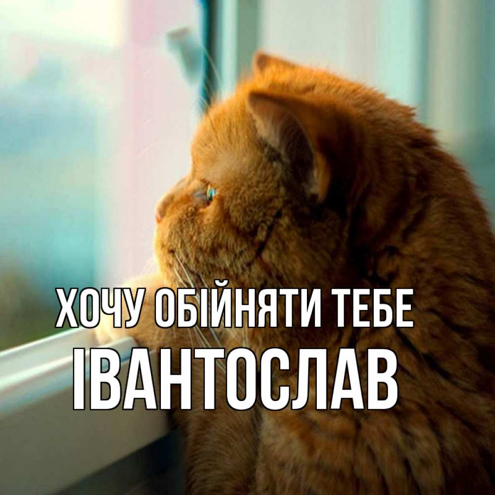 Открытка на каждый день з підписом, Івантослав Хочу обійняти тебе большой огромный рыжий котяра Прикольна листівка з побажанням онлайн скачати безкоштовно 