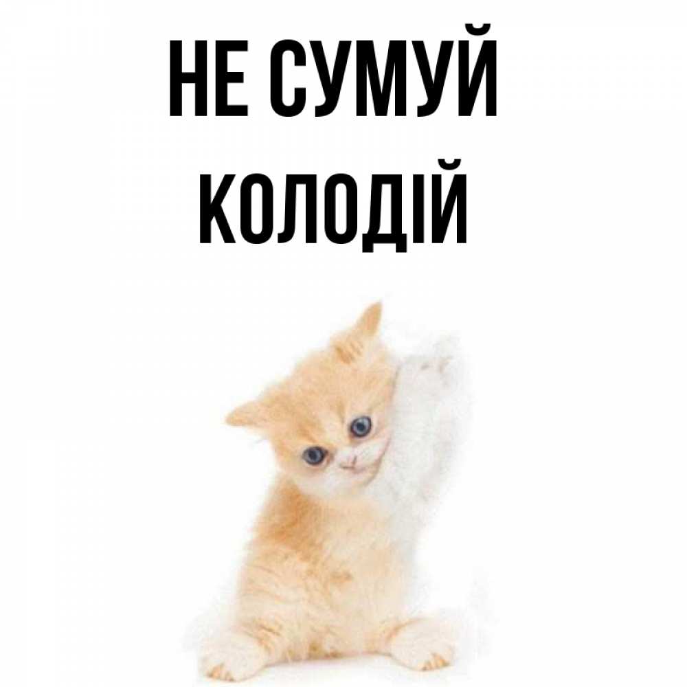 Открытка на каждый день з підписом, Колодій Не сумуй просящий кот Прикольна листівка з побажанням онлайн скачати безкоштовно 