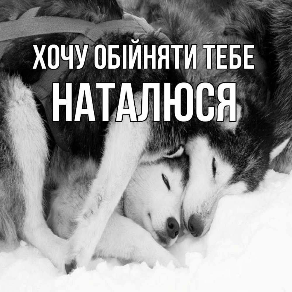 Открытка на каждый день з підписом, Наталюся Хочу обійняти тебе собачки в упряжке Прикольна листівка з побажанням онлайн скачати безкоштовно 