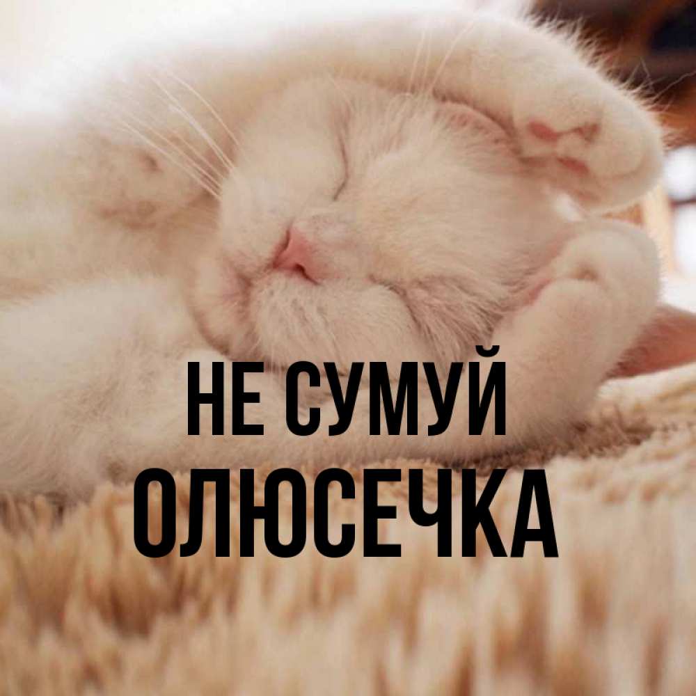 Открытка на каждый день з підписом, Олюсечка Не сумуй Котенок спит Прикольна листівка з побажанням онлайн скачати безкоштовно 