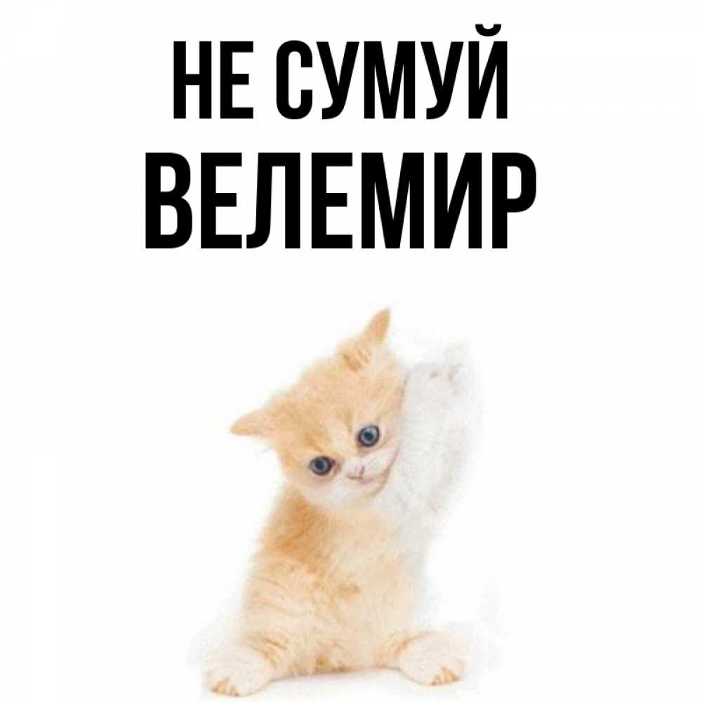 Открытка на каждый день з підписом, Велемир Не сумуй просящий кот Прикольна листівка з побажанням онлайн скачати безкоштовно 