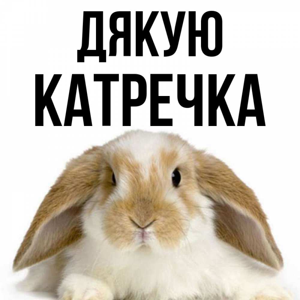 Открытка на каждый день з підписом, Катречка Дякую коричнево белый заяц Прикольна листівка з побажанням онлайн скачати безкоштовно 