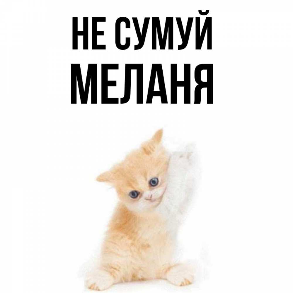 Открытка на каждый день з підписом, Меланя Не сумуй просящий кот Прикольна листівка з побажанням онлайн скачати безкоштовно 
