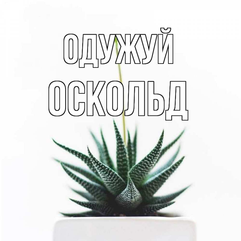 Открытка на каждый день з підписом, Оскольд Одужуй короче это непонятная колючка Прикольна листівка з побажанням онлайн скачати безкоштовно 