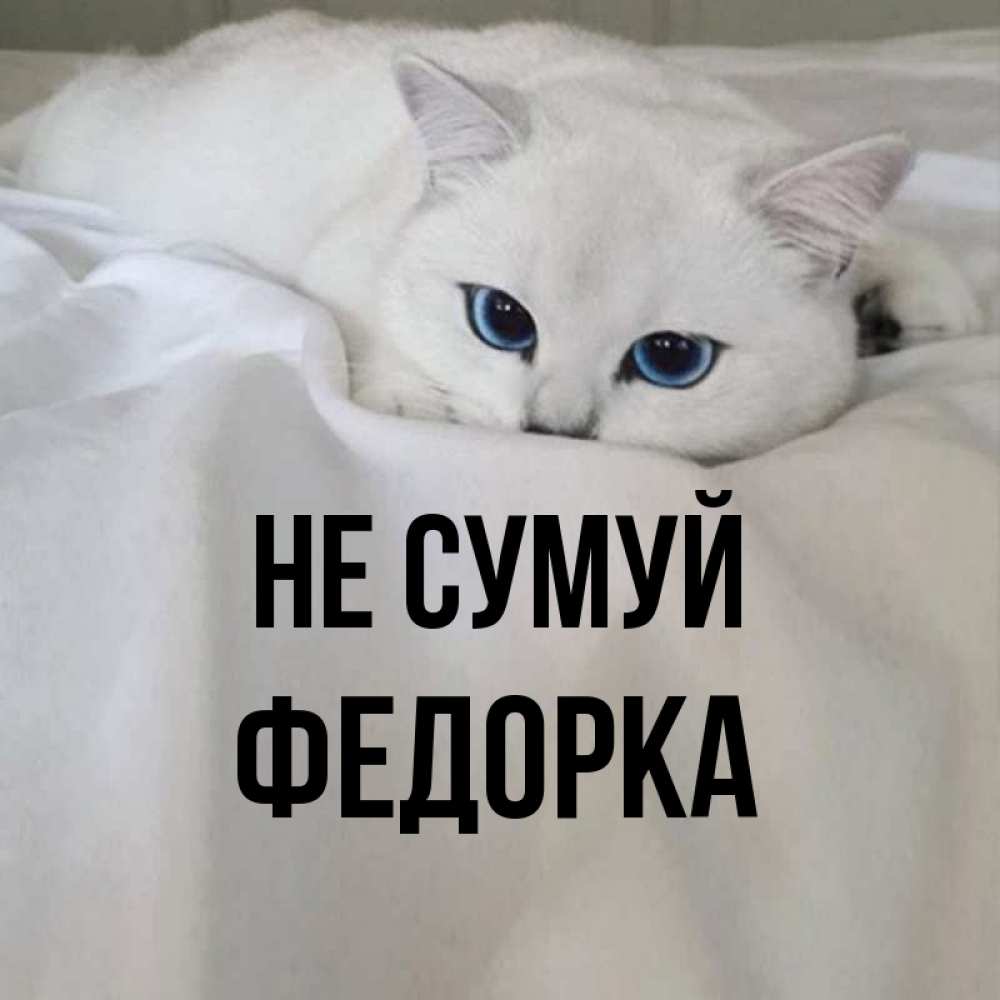 Открытка на каждый день з підписом, Федорка Не сумуй Голубоглазая кошка Прикольна листівка з побажанням онлайн скачати безкоштовно 