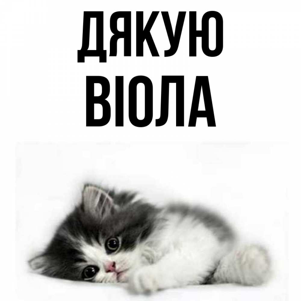 Открытка на каждый день з підписом, Віола Дякую черный и белый кот Прикольна листівка з побажанням онлайн скачати безкоштовно 