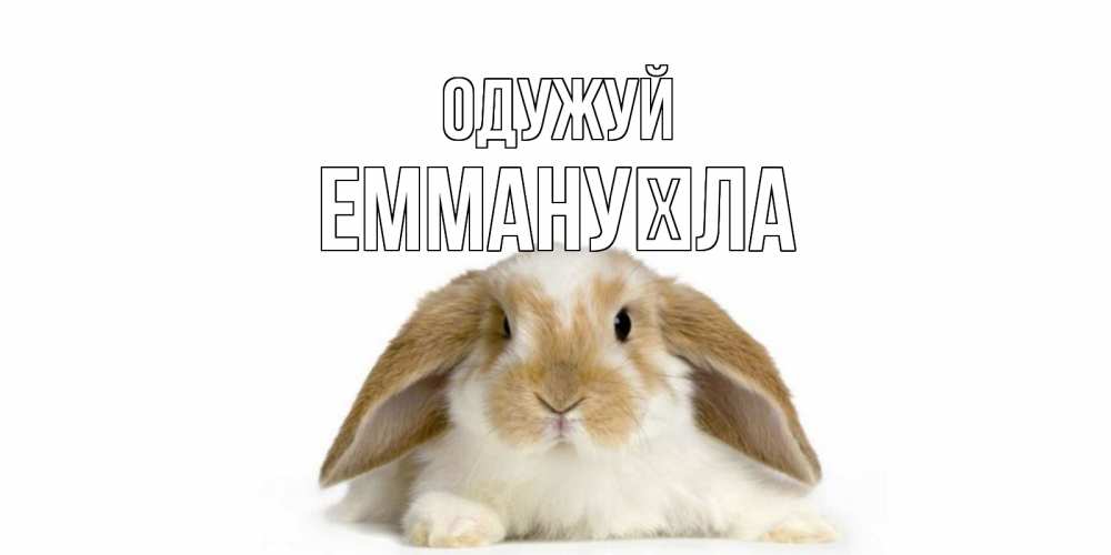 Открытка на каждый день з підписом, Еммануїла Одужуй вислоухий кролик белого и коричневого цвета Прикольна листівка з побажанням онлайн скачати безкоштовно 