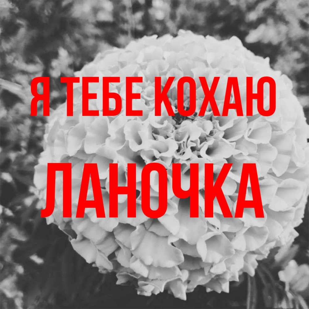 Открытка на каждый день з підписом, Ланочка Я тебе кохаю подпись Прикольна листівка з побажанням онлайн скачати безкоштовно 