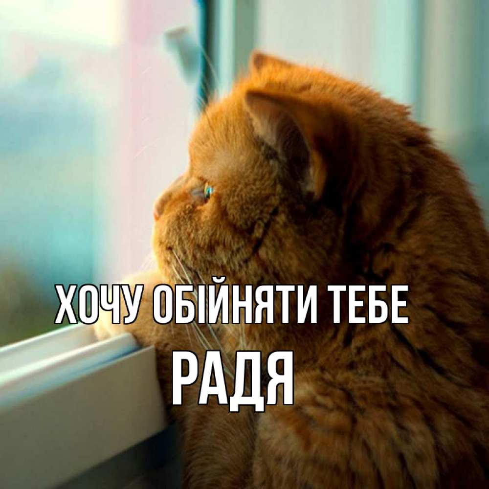 Открытка на каждый день з підписом, Радя Хочу обійняти тебе большой огромный рыжий котяра Прикольна листівка з побажанням онлайн скачати безкоштовно 
