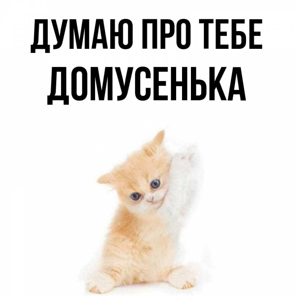 Открытка на каждый день з підписом, Домусенька Думаю про тебе зверушки и милота Прикольна листівка з побажанням онлайн скачати безкоштовно 