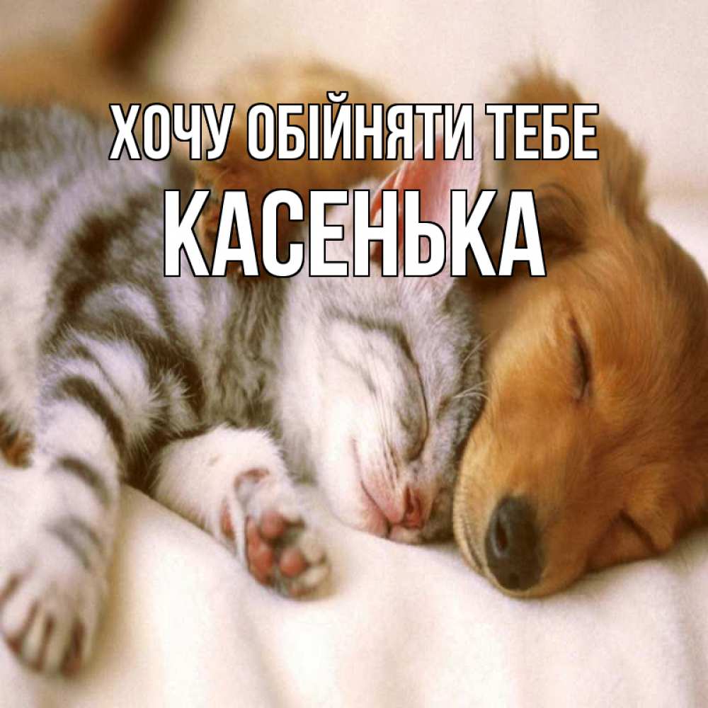 Открытка на каждый день з підписом, Касенька Хочу обійняти тебе пес и котенок Прикольна листівка з побажанням онлайн скачати безкоштовно 