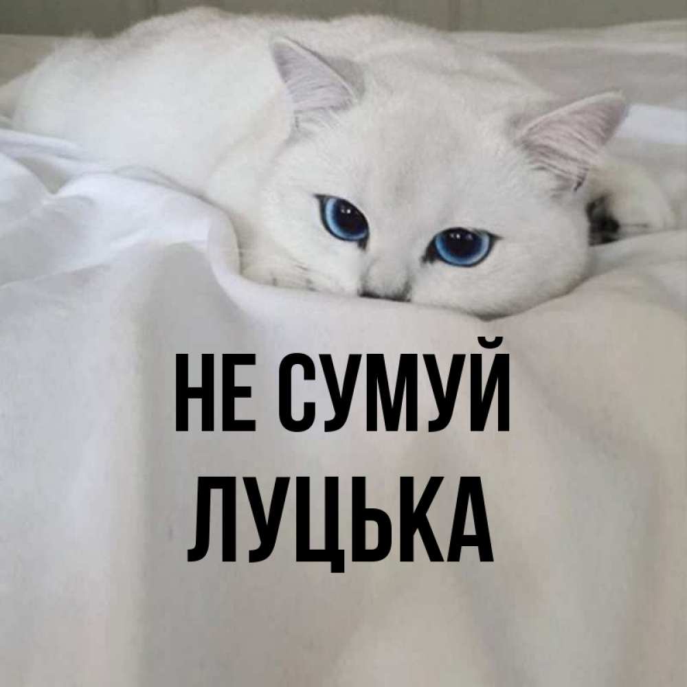 Открытка на каждый день з підписом, Луцька Не сумуй Голубоглазая кошка Прикольна листівка з побажанням онлайн скачати безкоштовно 