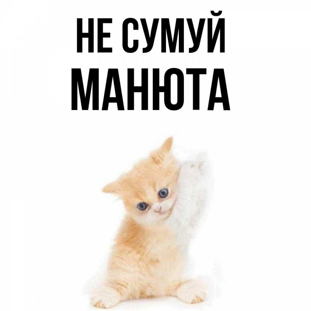 Открытка на каждый день з підписом, Манюта Не сумуй просящий кот Прикольна листівка з побажанням онлайн скачати безкоштовно 
