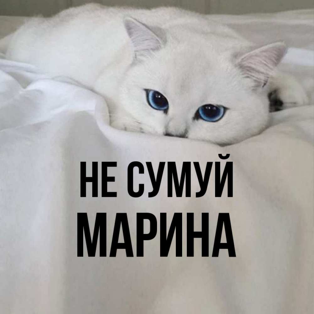 Открытка на каждый день з підписом, Марина Не сумуй Голубоглазая кошка Прикольна листівка з побажанням онлайн скачати безкоштовно 