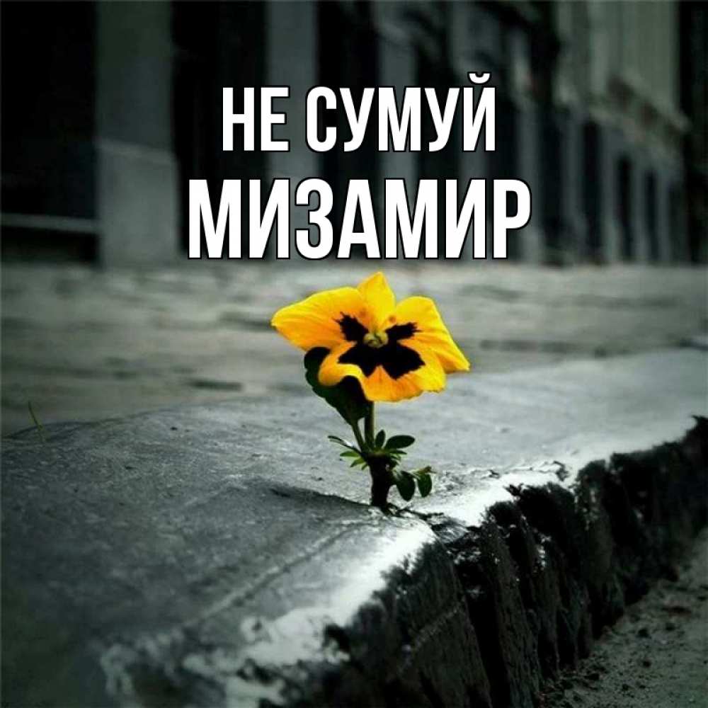 Открытка на каждый день з підписом, Мизамир Не сумуй не сдавайся Прикольна листівка з побажанням онлайн скачати безкоштовно 