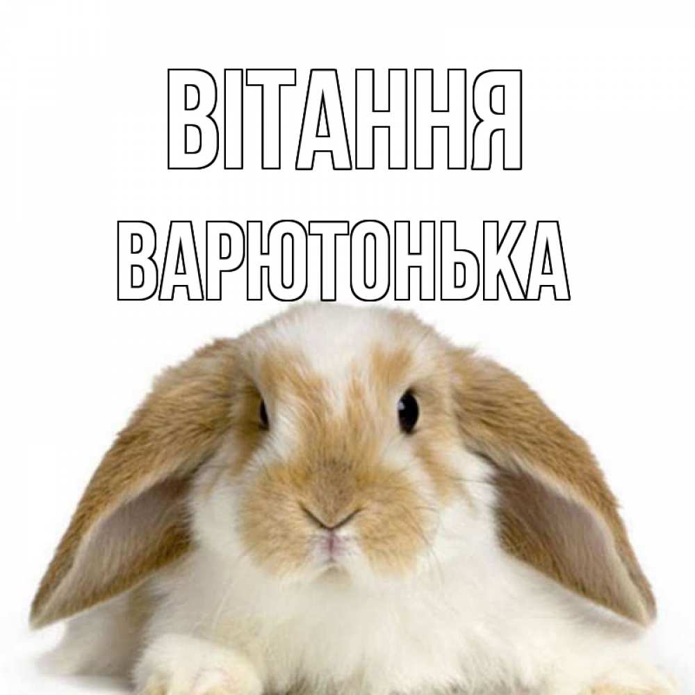 Открытка на каждый день з підписом, Варютонька Вітання с животными Прикольна листівка з побажанням онлайн скачати безкоштовно 