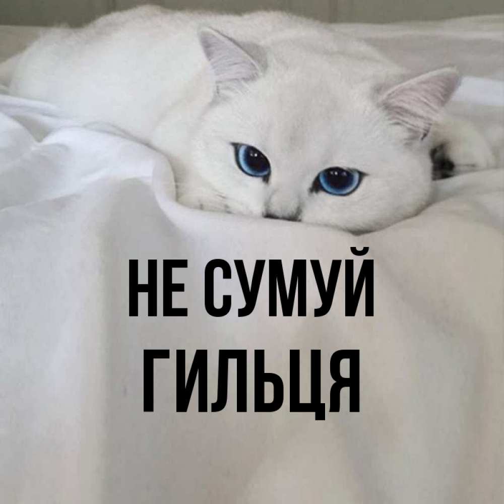 Открытка на каждый день з підписом, Гильця Не сумуй Голубоглазая кошка Прикольна листівка з побажанням онлайн скачати безкоштовно 