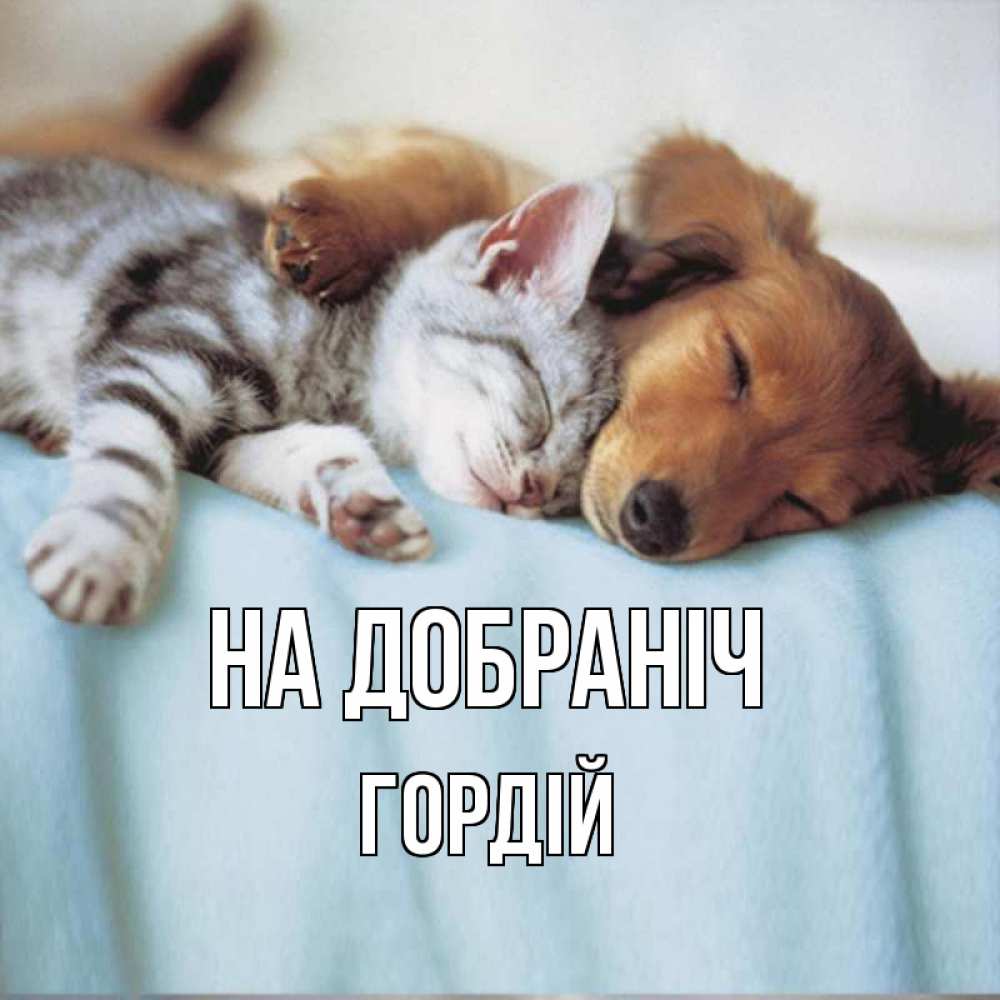 Открытка на каждый день з підписом, Гордій На добраніч с животными Прикольна листівка з побажанням онлайн скачати безкоштовно 