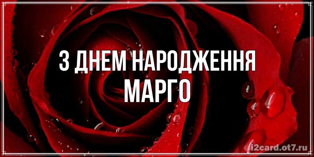 Открытка на каждый день з підписом, Марго З Днем народження крупная бордовая роза Прикольна листівка з побажанням онлайн скачати безкоштовно 
