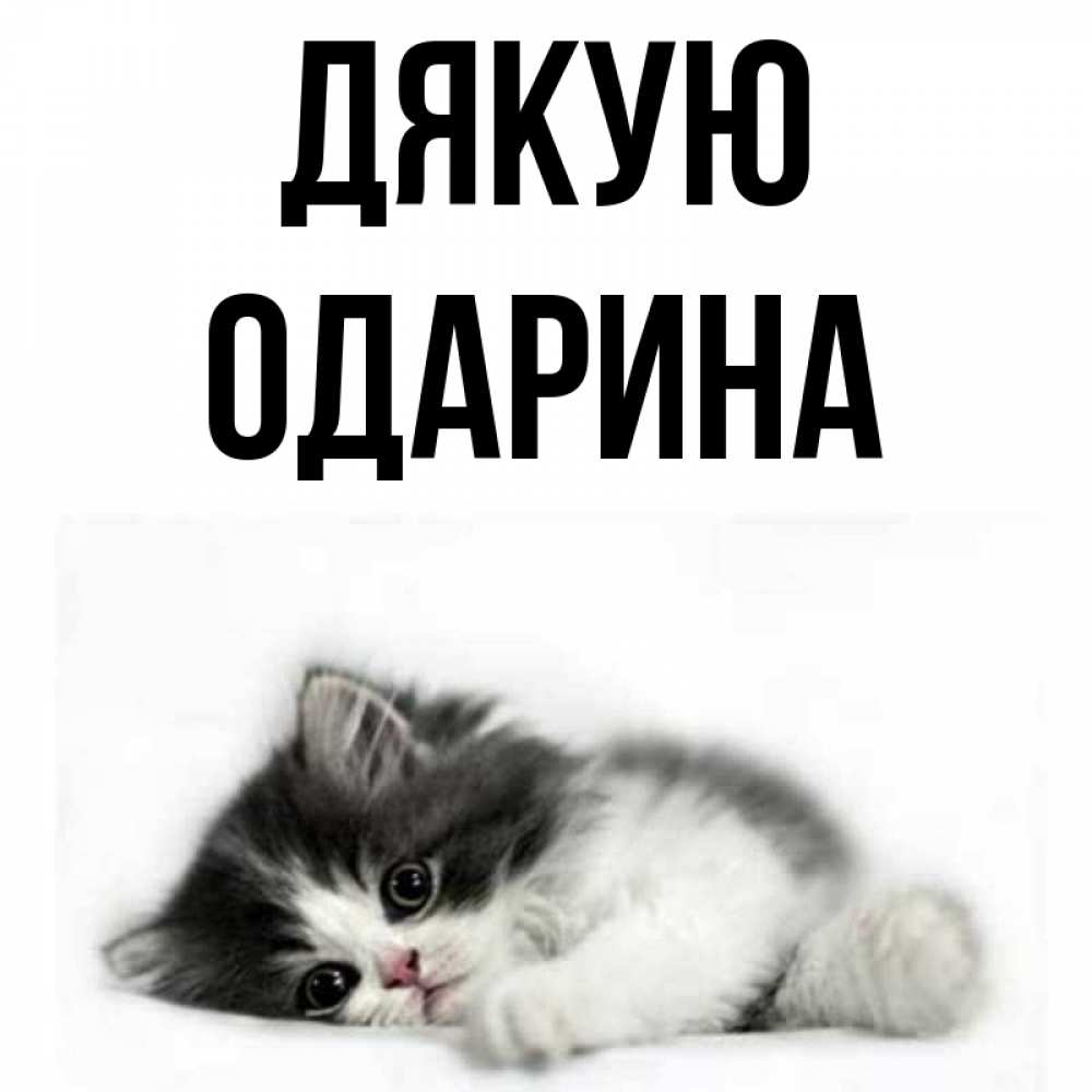 Открытка на каждый день з підписом, Одарина Дякую черный и белый кот Прикольна листівка з побажанням онлайн скачати безкоштовно 