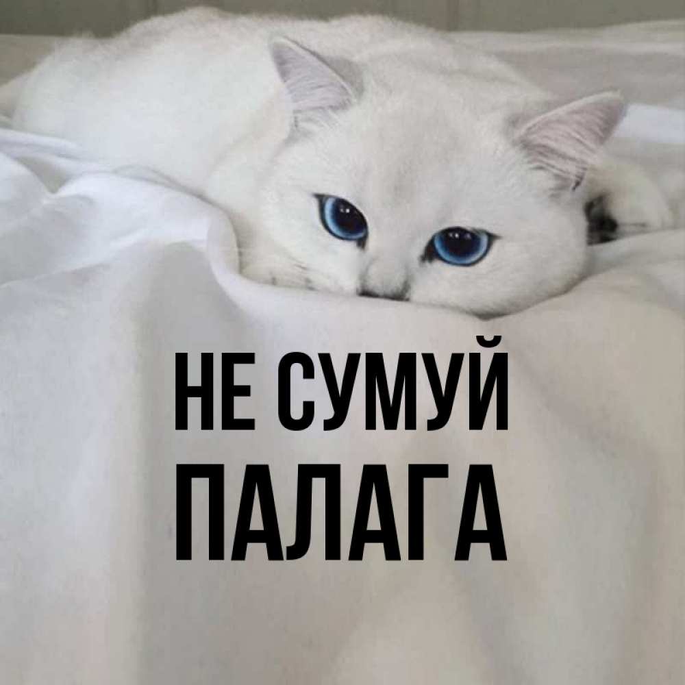 Открытка на каждый день з підписом, Палага Не сумуй Голубоглазая кошка Прикольна листівка з побажанням онлайн скачати безкоштовно 