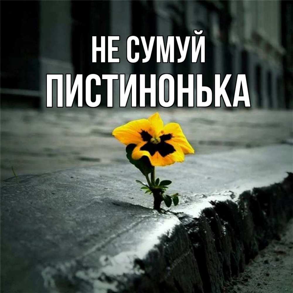 Открытка на каждый день з підписом, Пистинонька Не сумуй не сдавайся Прикольна листівка з побажанням онлайн скачати безкоштовно 
