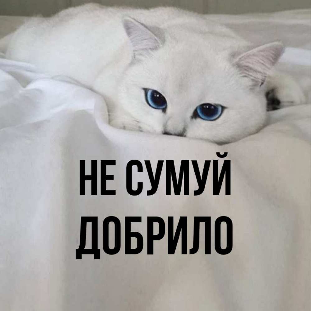 Открытка на каждый день з підписом, Добрило Не сумуй Голубоглазая кошка Прикольна листівка з побажанням онлайн скачати безкоштовно 
